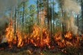 Берегите лес от пожара